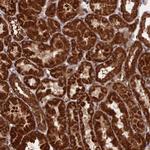 CRTAP Antibody in Immunohistochemistry (Paraffin) (IHC (P))