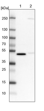 CRTAP Antibody in Western Blot (WB)