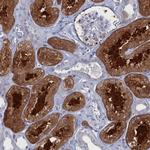 CCDC149 Antibody in Immunohistochemistry (Paraffin) (IHC (P))