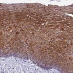 TMEM40 Antibody in Immunohistochemistry (Paraffin) (IHC (P))