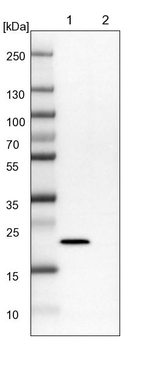 NHP2 Antibody in Western Blot (WB)