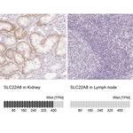 SLC22A8 Antibody in Immunohistochemistry (IHC)