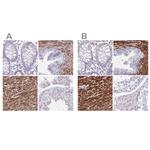 SYNM Polyclonal Antibody