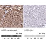 SYNM Antibody