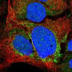 GREB1L Polyclonal Antibody