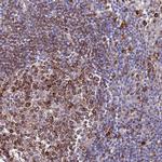 GREB1L Antibody in Immunohistochemistry (IHC)