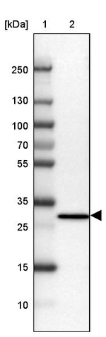 PSMD9 Antibody in Western Blot (WB)