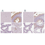 ELSPBP1 Antibody in Immunohistochemistry (Paraffin) (IHC (P))