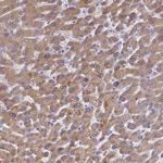 LBX2 Antibody in Immunohistochemistry (Paraffin) (IHC (P))