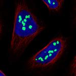 NOC2L Polyclonal Antibody