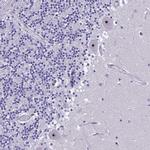 NOC2L Antibody in Immunohistochemistry (Paraffin) (IHC (P))