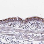 CNIH4 Polyclonal Antibody