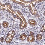 CNIH4 Antibody in Immunohistochemistry (Paraffin) (IHC (P))
