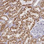 CNIH4 Antibody in Immunohistochemistry (Paraffin) (IHC (P))