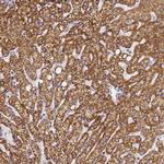 CNIH4 Antibody in Immunohistochemistry (Paraffin) (IHC (P))