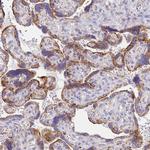 CNIH4 Antibody in Immunohistochemistry (Paraffin) (IHC (P))