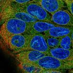 DHCR7 Polyclonal Antibody