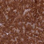 DHCR7 Antibody in Immunohistochemistry (Paraffin) (IHC (P))