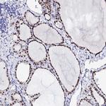 POFUT2 Polyclonal Antibody