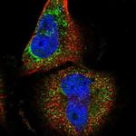 DUS4L Polyclonal Antibody