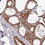 DUS4L Antibody in Immunohistochemistry (Paraffin) (IHC (P))