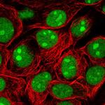 SURF2 Polyclonal Antibody