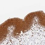 SURF2 Antibody in Immunohistochemistry (Paraffin) (IHC (P))