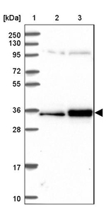 SURF2 Antibody in Western Blot (WB)