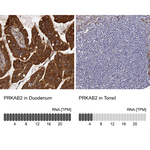 AMPK beta-2 Antibody in Immunohistochemistry (Paraffin) (IHC (P))