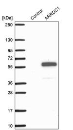 ARRDC1 Antibody in Western Blot (WB)