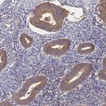 GID4 Antibody in Immunohistochemistry (Paraffin) (IHC (P))