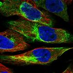 UAP1L1 Polyclonal Antibody