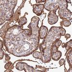 UAP1L1 Antibody in Immunohistochemistry (Paraffin) (IHC (P))