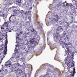 GAS2L2 Antibody in Immunohistochemistry (Paraffin) (IHC (P))