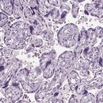 GAS2L2 Antibody in Immunohistochemistry (IHC)