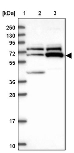 ZNF329 Antibody in Western Blot (WB)