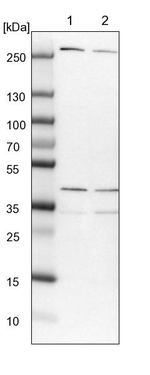 MRPL15 Antibody in Western Blot (WB)