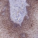 ZUFSP Antibody in Immunohistochemistry (Paraffin) (IHC (P))