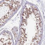 XKR9 Antibody in Immunohistochemistry (IHC)