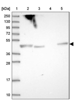 SHARPIN Antibody in Western Blot (WB)