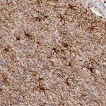 MROH1 Antibody in Immunohistochemistry (Paraffin) (IHC (P))
