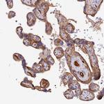 MROH1 Antibody in Immunohistochemistry (Paraffin) (IHC (P))