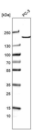 MROH1 Antibody in Western Blot (WB)
