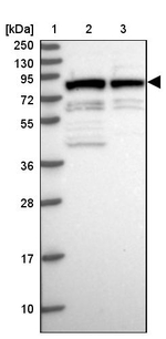 MYST2 Antibody in Western Blot (WB)