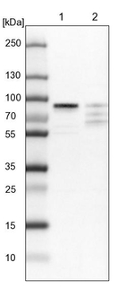 MYST2 Antibody in Western Blot (WB)