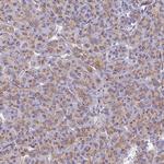GPR113 Antibody in Immunohistochemistry (Paraffin) (IHC (P))