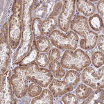 GPR113 Antibody in Immunohistochemistry (Paraffin) (IHC (P))