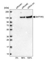 TDIF2 Antibody in Western Blot (WB)