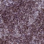 LAF4 Polyclonal Antibody