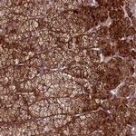 CENPL Polyclonal Antibody